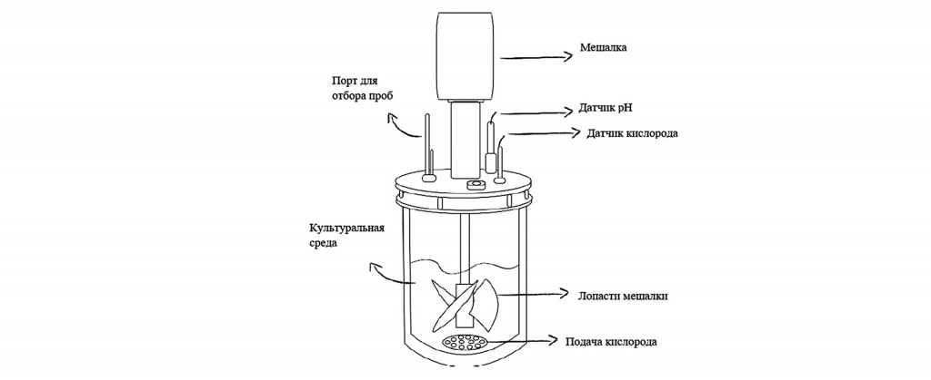 Схема строения биореактора: основные компоненты системы